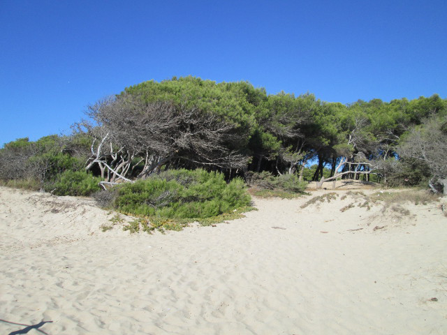 Gallipoli