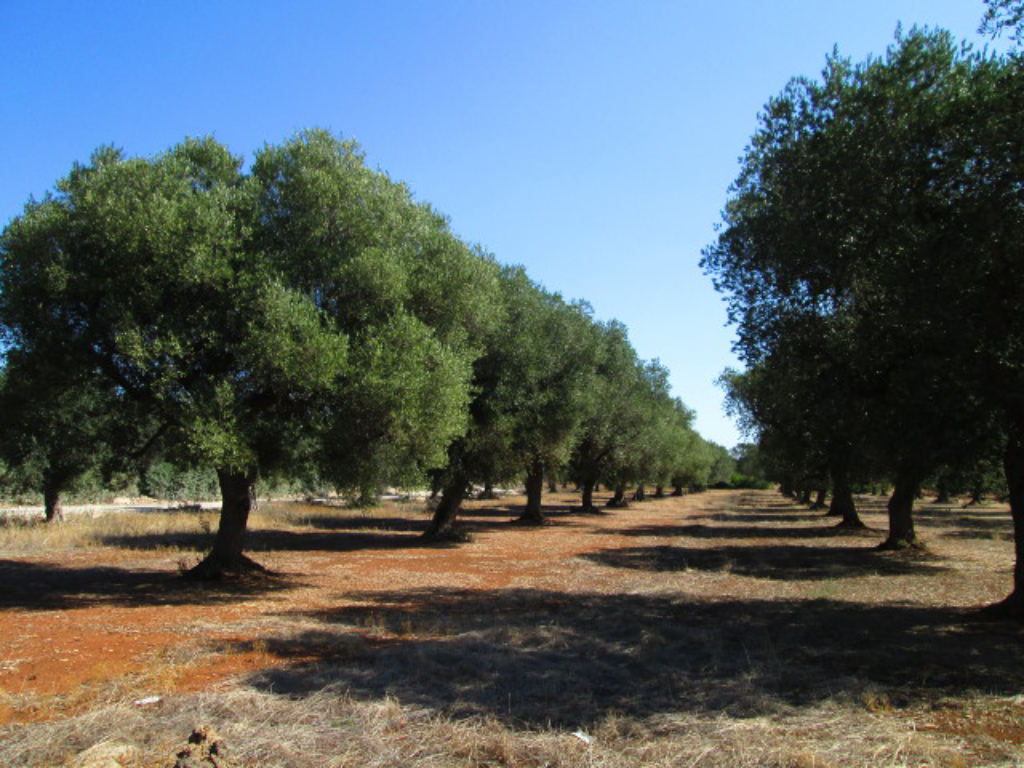 Gallipoli