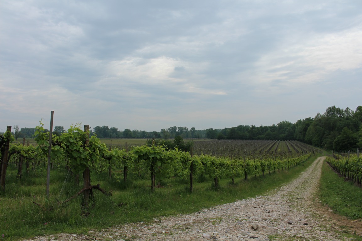 Zone del Prosecco